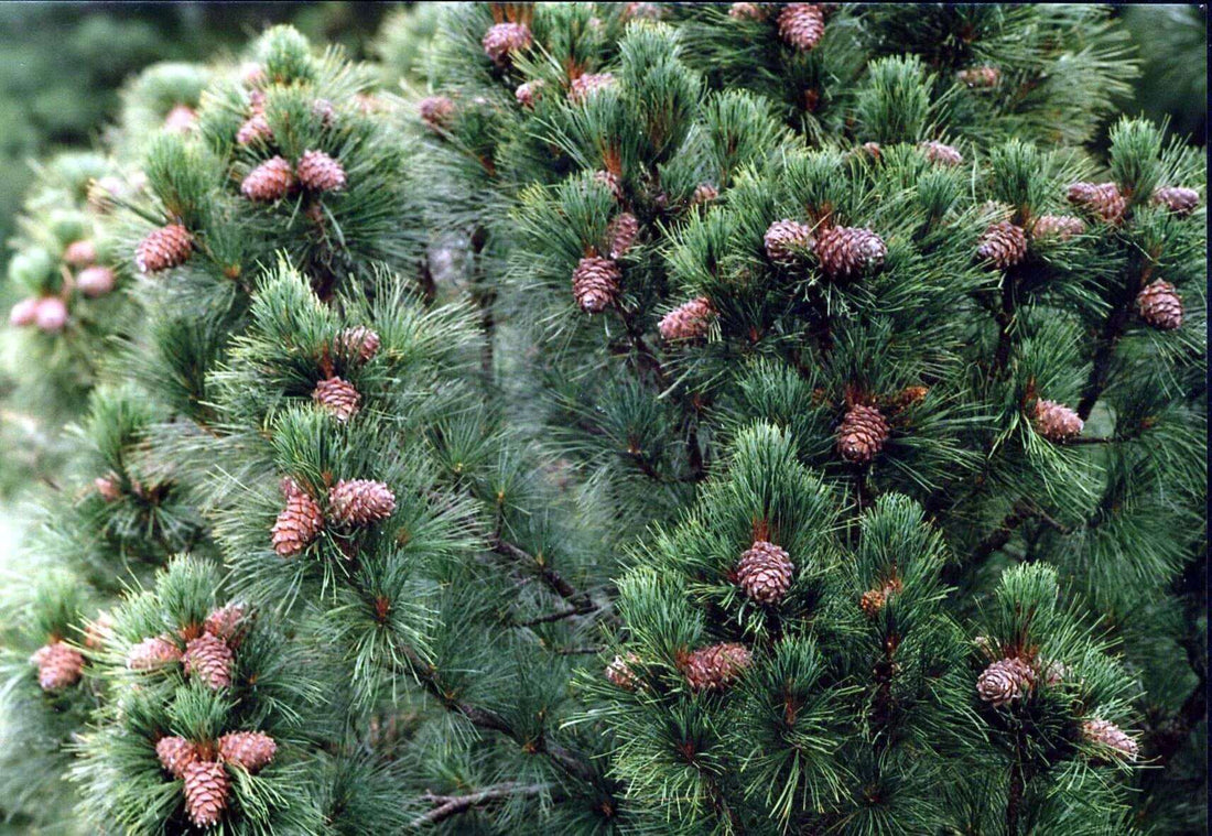 Zhiiva is a pure, “chemistry-free”, sustainable, and 100% natural skincare serum from the heart of Siberian Taiga forest.