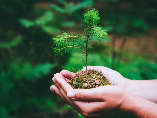 Zhiiva skincare is a pure, organic, chemistry-free, and all-natural serum from the Siberian Taiga Forest. We plant one tree for every bottle of Zhiiva sold.
